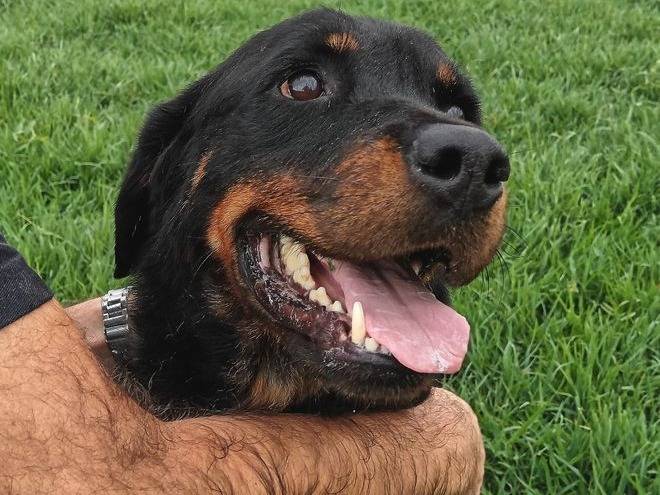 Vuoi adottare un cane a Latina?