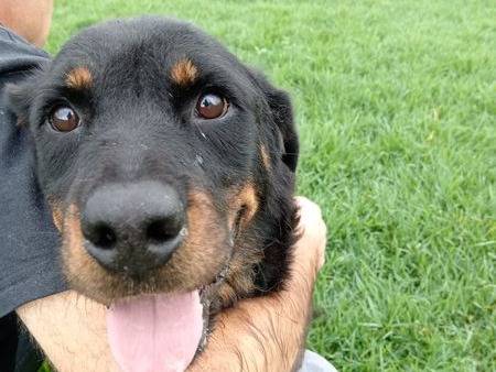 Adotta il cane AMBETA a Latina
