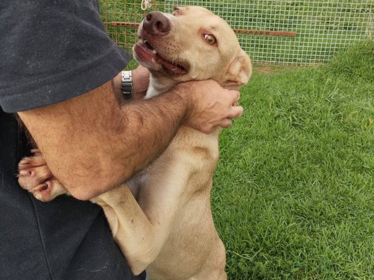 Adotta un cane, maschio, 2 anni  e 8 mesi , Latina