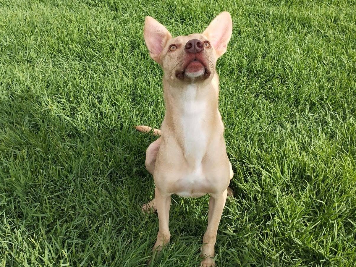 Vuoi adottare un cane a Latina?