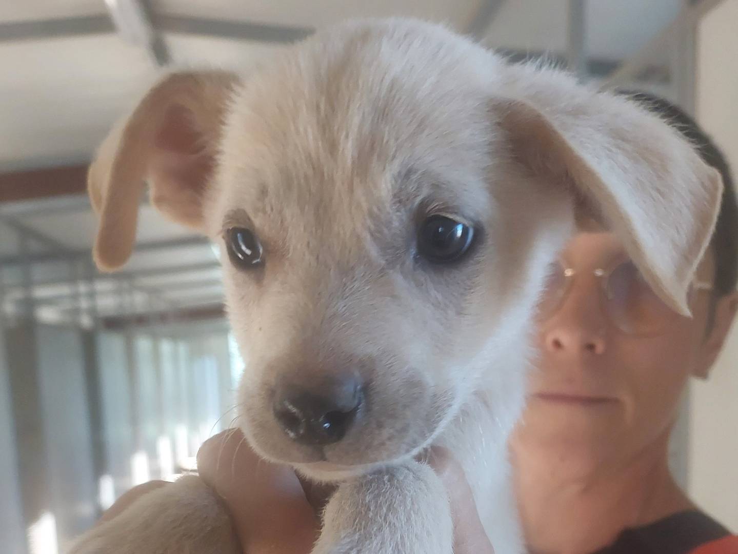 Adotta un cane, maschio, 10 mesi, Bari
