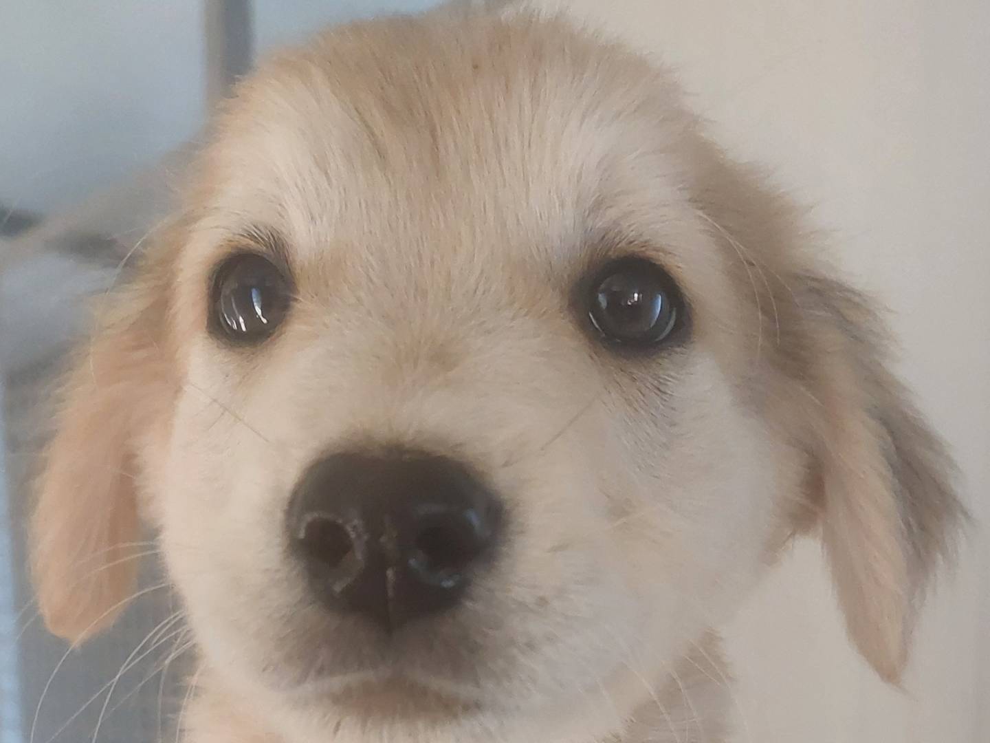 Adotta un cane, taglia media, maschio, Bari