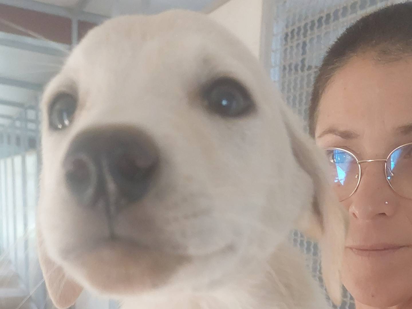 Vuoi adottare un cane a Bari?