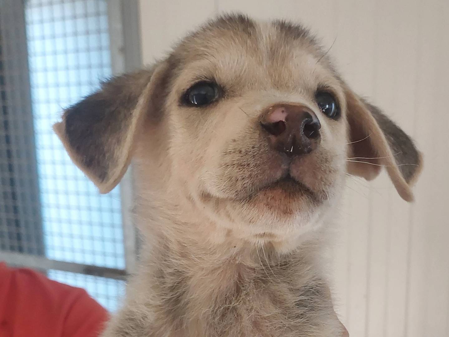 Adotta il cane maschi in cerca di casa a Bari