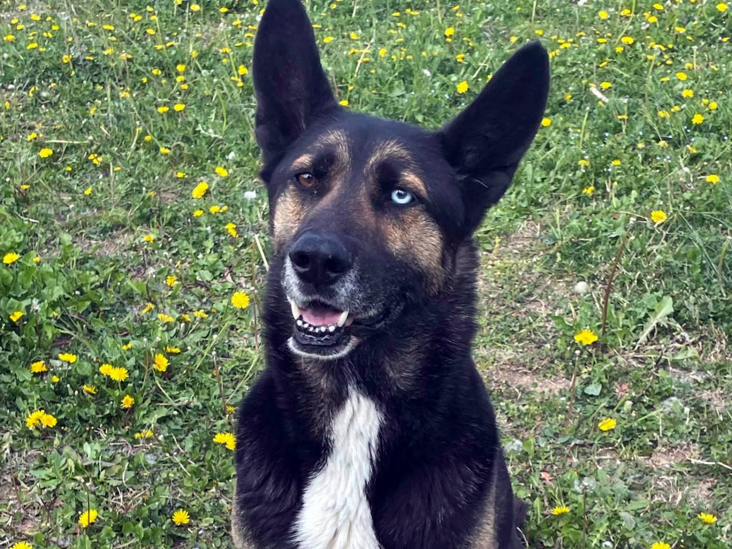 Adozione cane, maschio, Pastore tedesco, 14 anni  e 10 mesi , taglia grande, Pavia