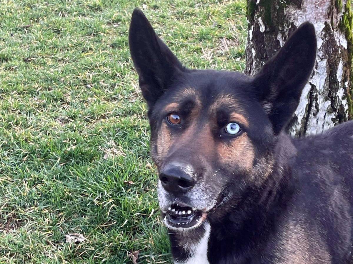 Adotta un cane, taglia grande, maschio, Pavia