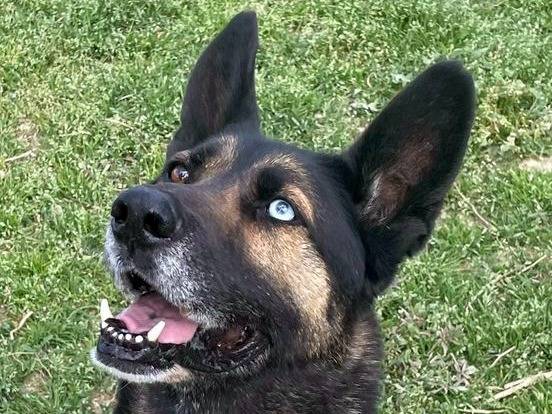 Vuoi adottare un cane a Pavia?