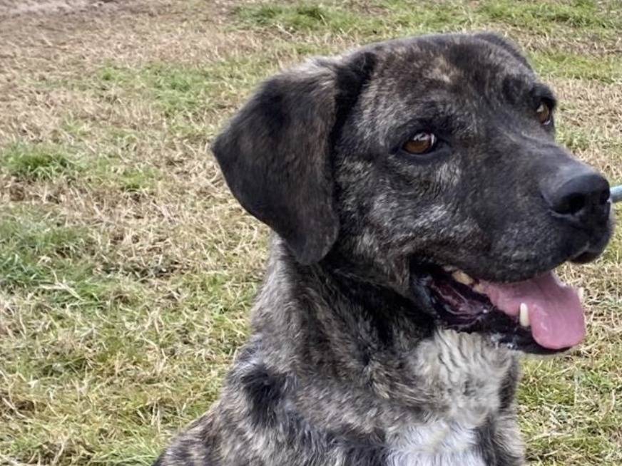 Adotta un cane, maschio, 10 anni  e 8 mesi , Pavia