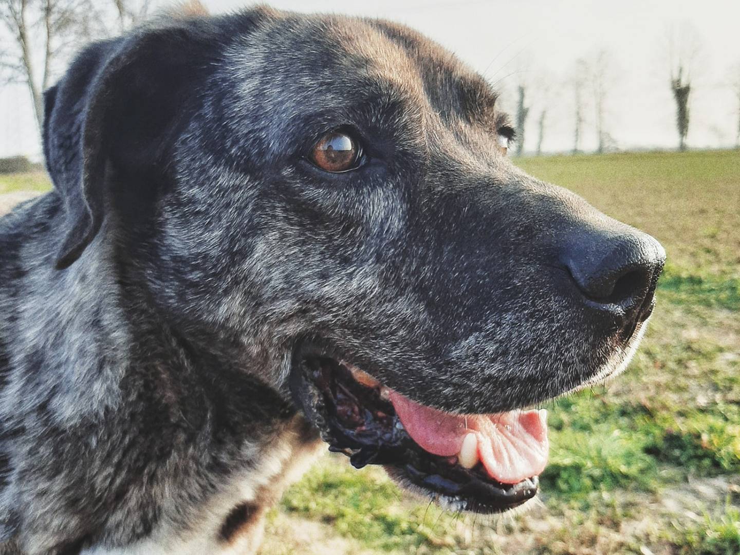 Adotta un cane, taglia media, maschio, Pavia