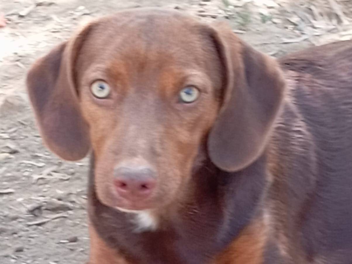 Adozione cane, femmina, meticcio, 6 mesi, taglia media contenuta, Viterbo