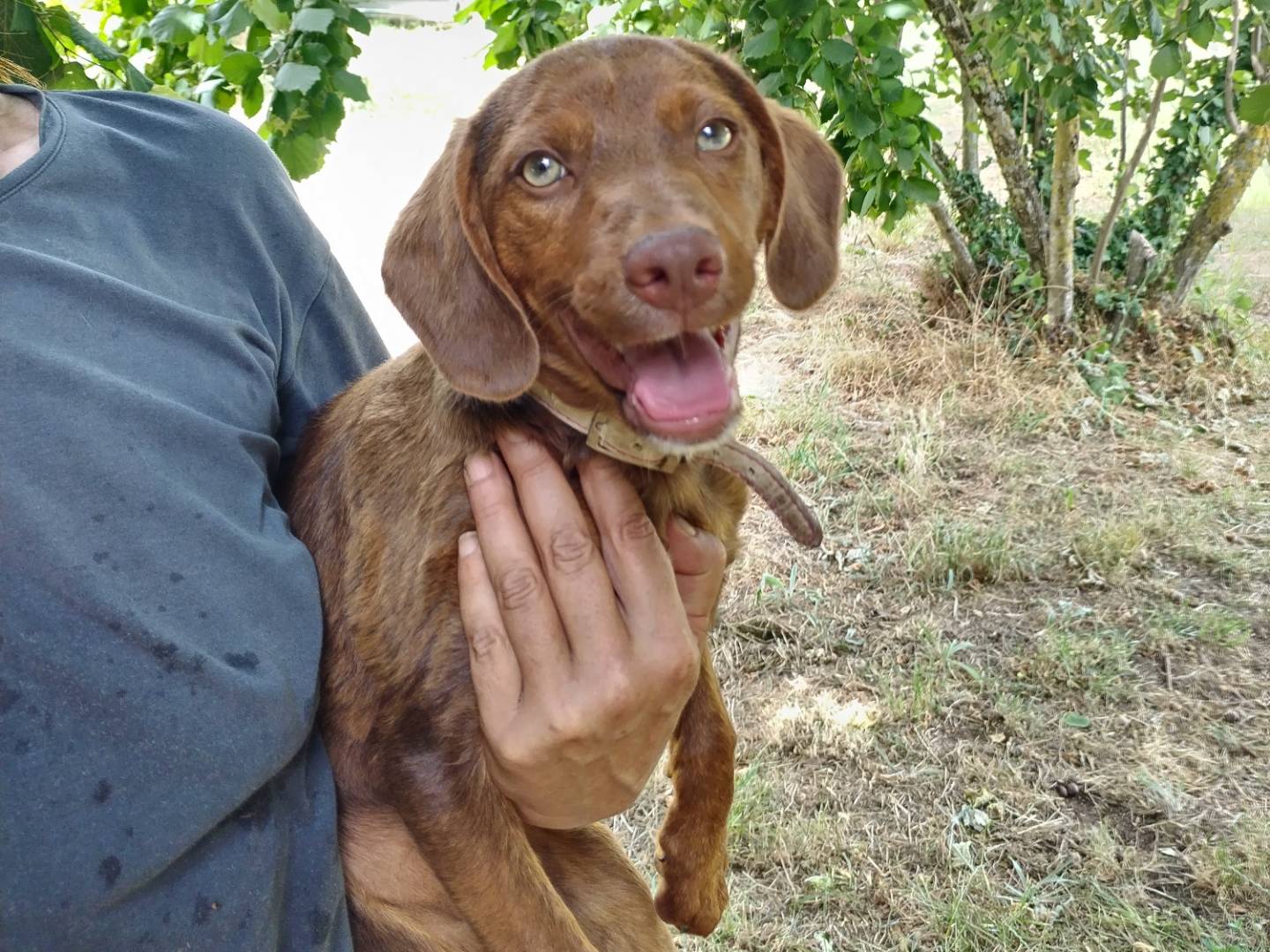 Adotta un cane, femmina, 6 mesi, Viterbo