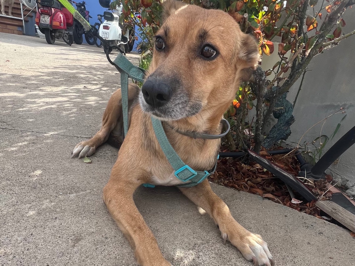 Adotta un cane, femmina, 6 anni  e 3 mesi , Siracusa