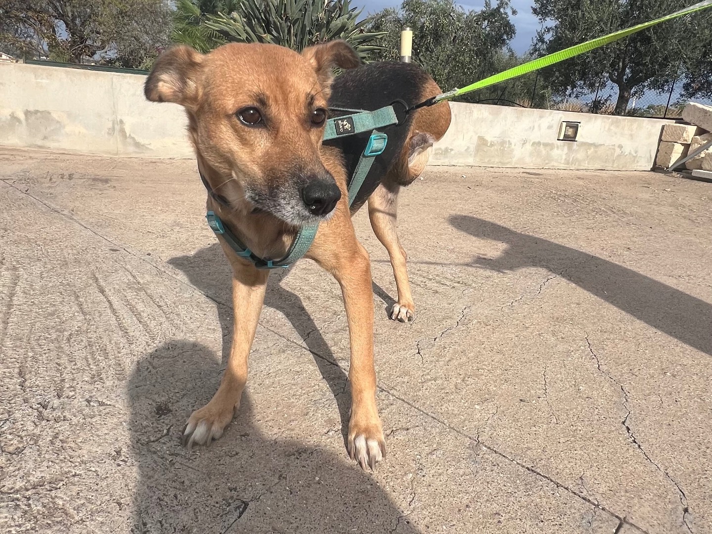 Adotta un cane, taglia media, femmina, Siracusa