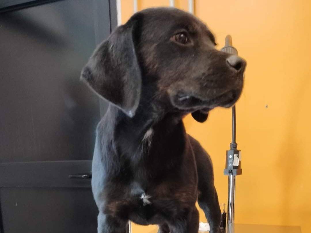 Adozione cane, femmina, Labrador Retriever Rottweiler, 1 anno e 8 mesi, taglia gigante, Viterbo