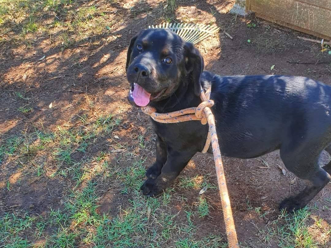 Adotta un cane, taglia gigante, femmina, Viterbo