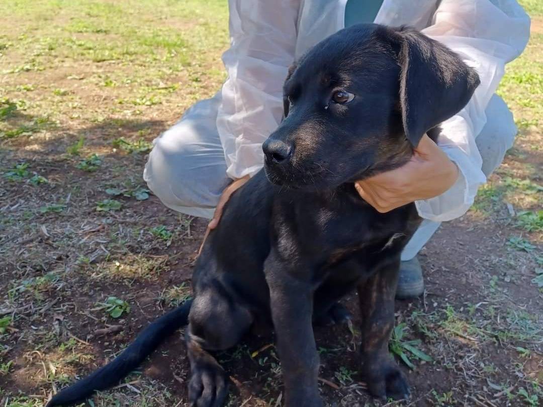 Adotta il cane Pippi a Viterbo