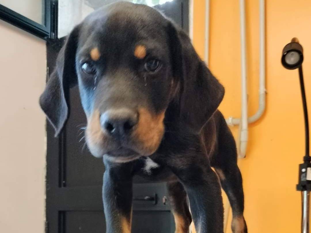 Adozione cane, maschio, meticcio, 1 anno e 8 mesi, taglia gigante, Viterbo