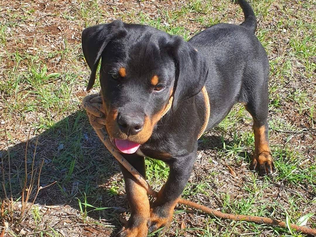 Adotta un cane, maschio, 1 anno e 8 mesi, Viterbo