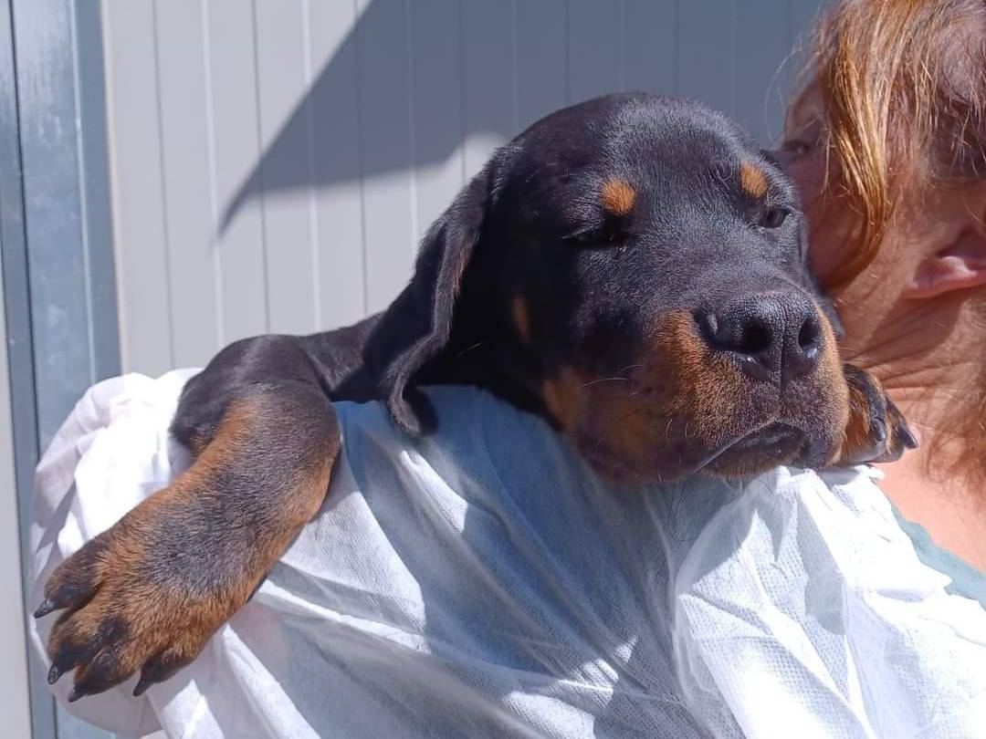 Adotta un cane, taglia gigante, maschio, Viterbo