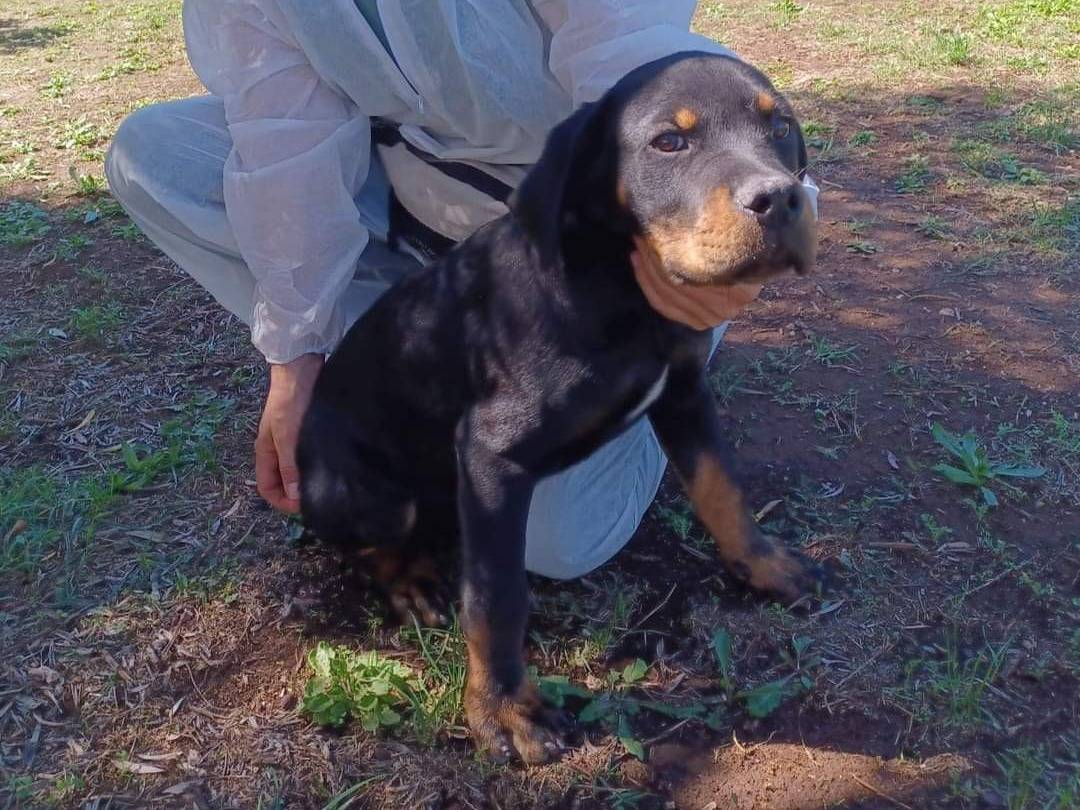 Vuoi adottare un cane a Viterbo?