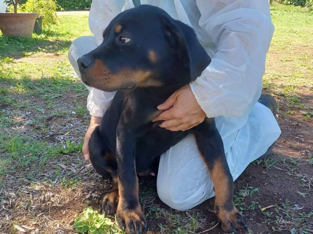 Adotta il cane Potty a Viterbo