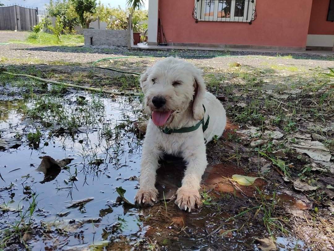 Adotta un cane, femmina, 7 anni  e 2 mesi , Cosenza