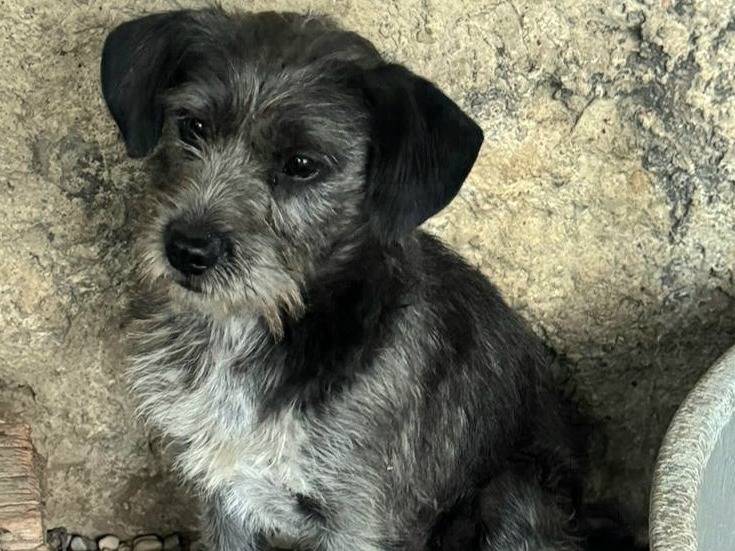 Adotta il cane Timon a Teramo