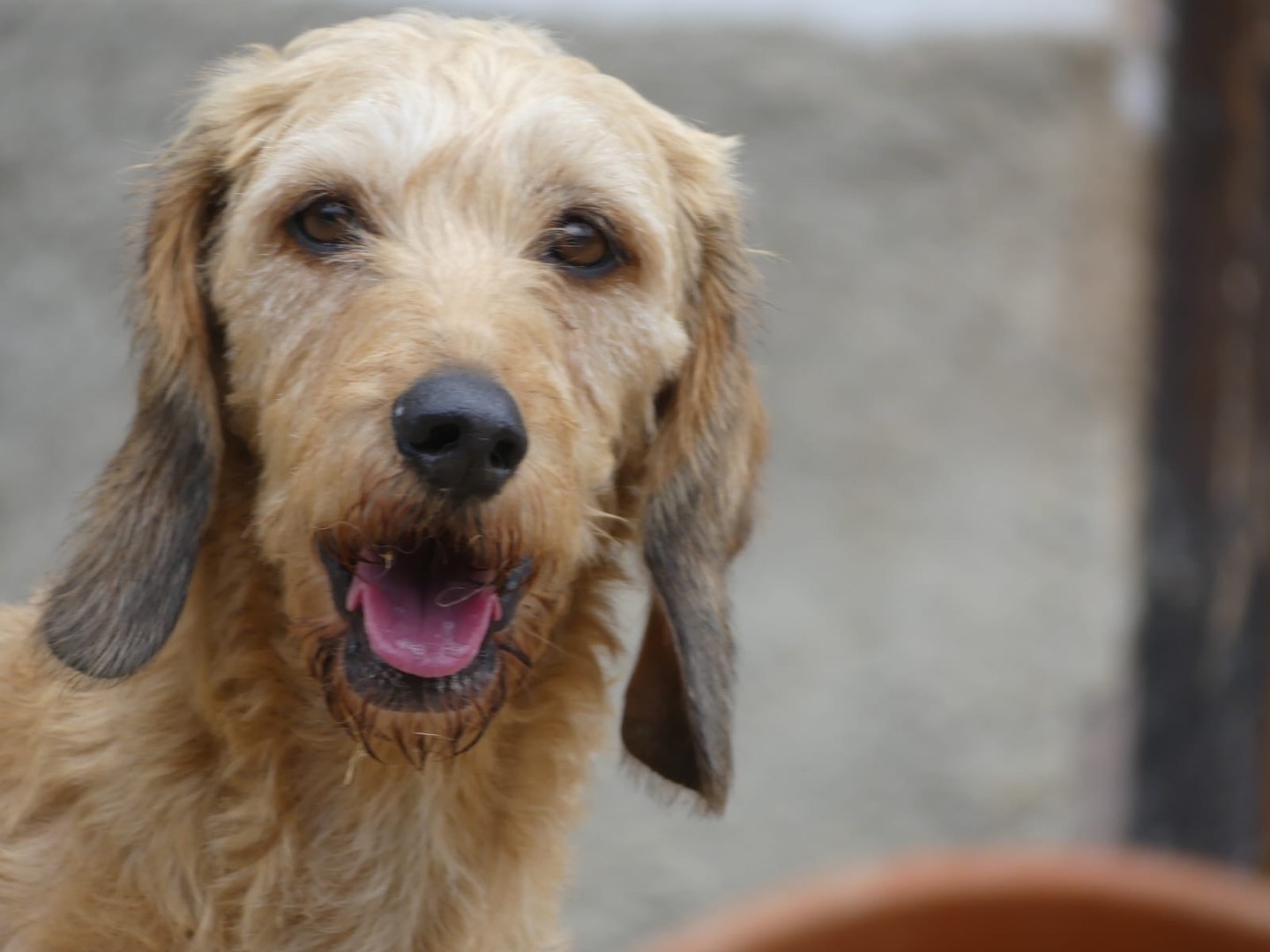 Adozione cane, femmina, meticcio, 5 anni  e 6 mesi , taglia media, Brescia