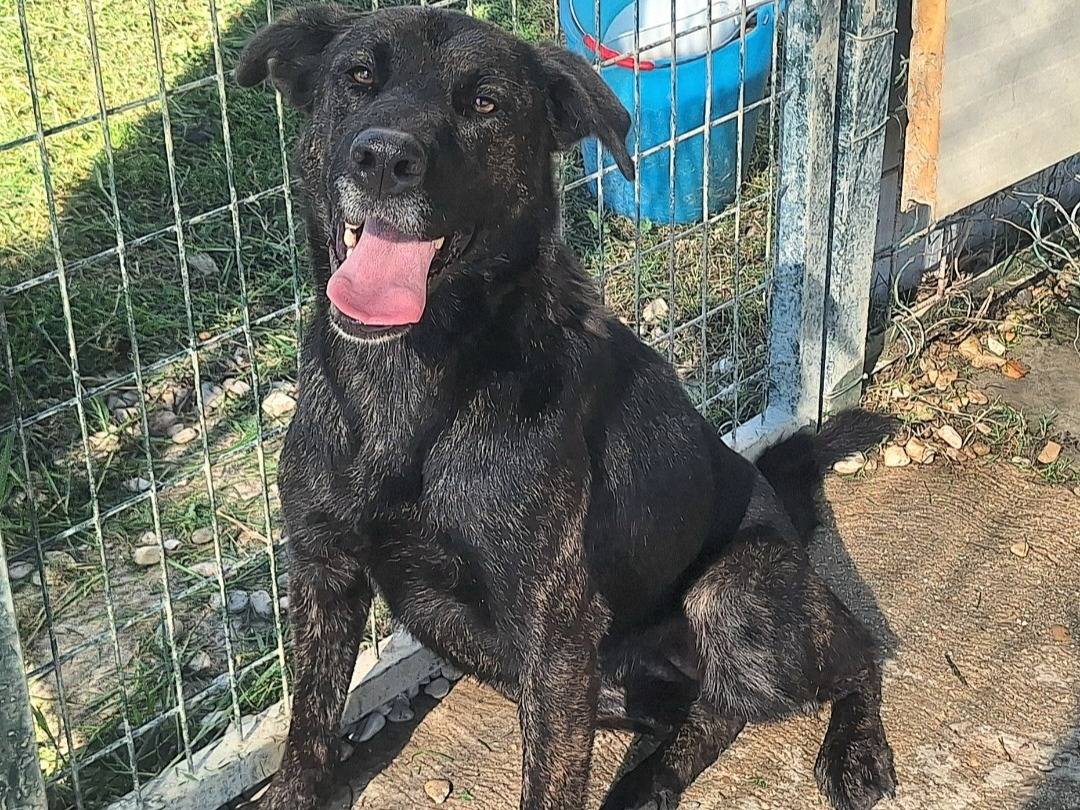 Adotta un cane, femmina, 1 anno e 10 mesi , Teramo