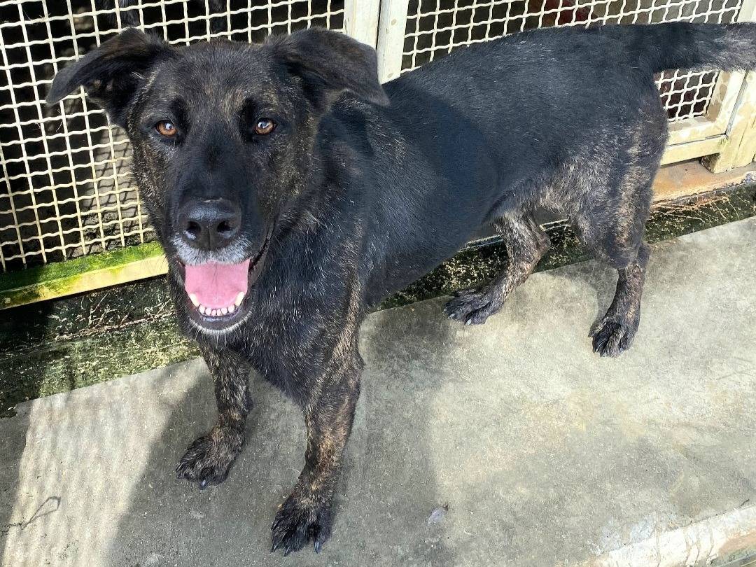 Adotta un cane, taglia media, femmina, Teramo