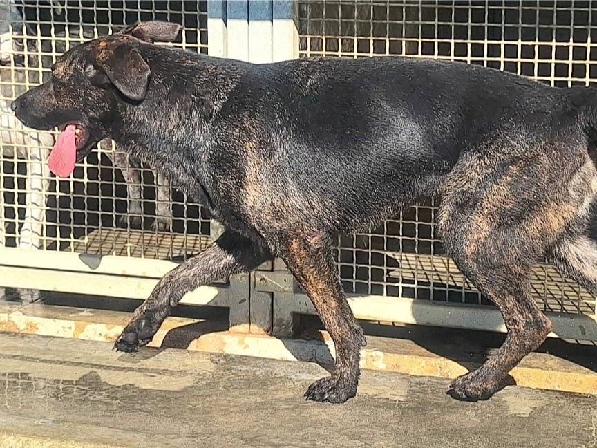 Adotta il cane Fata a Teramo