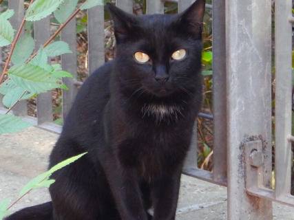 Adozione gatto, femmina, meticcio, 2 anni , taglia non valida, Roma