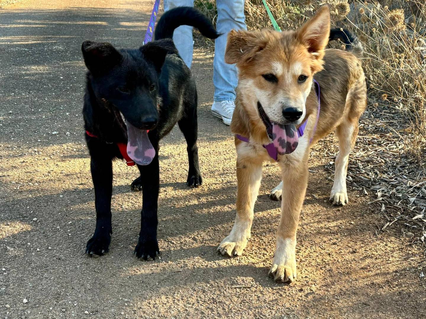 Adotta un cane, maschio, 5 mesi, Taranto