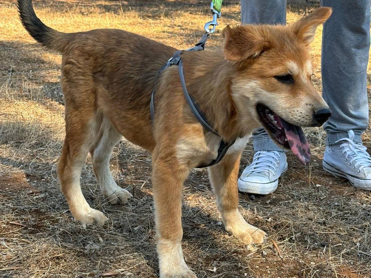 Vuoi adottare un cane a Taranto?