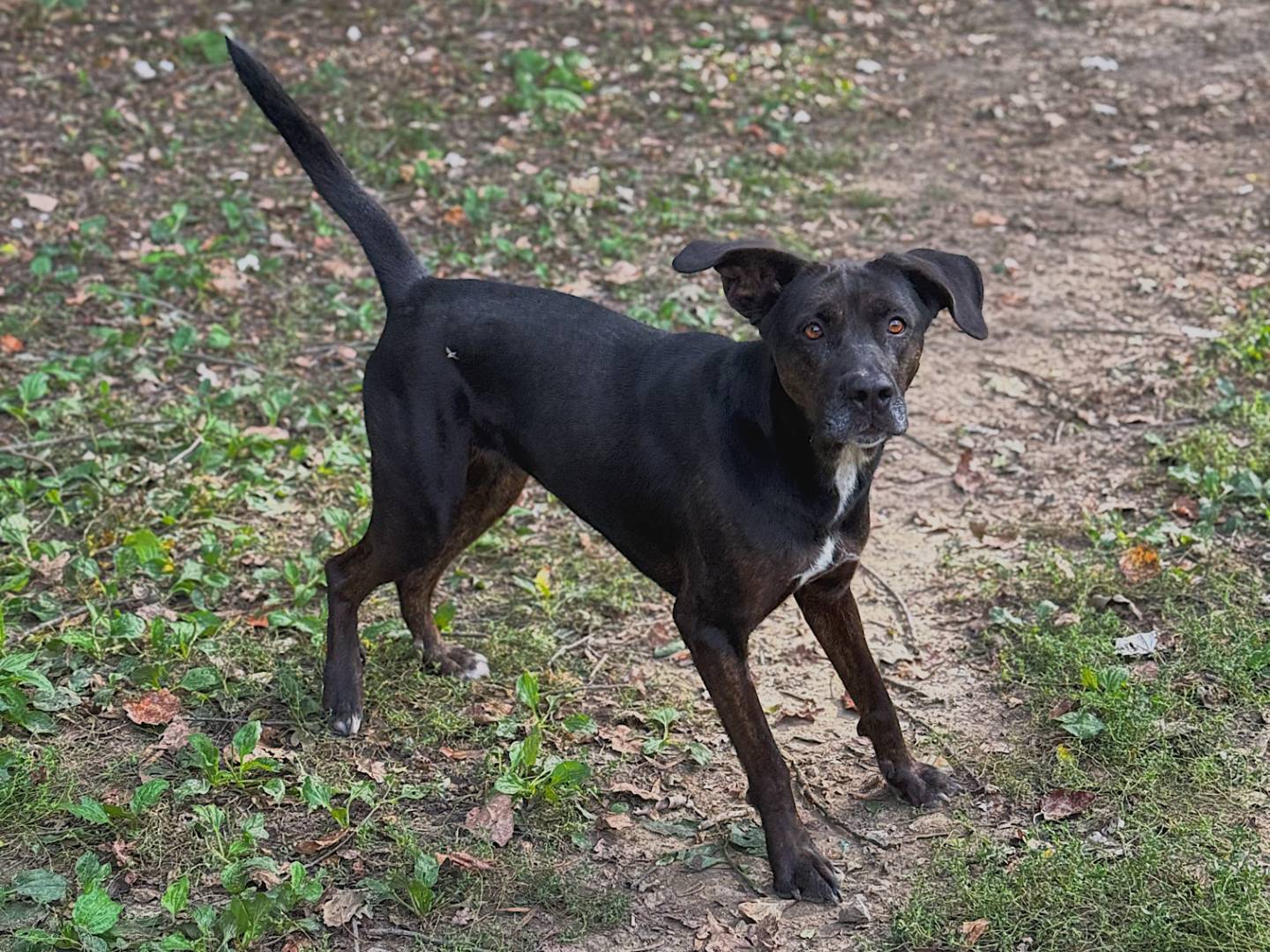 Adotta un cane, femmina, 8 anni  e 4 mesi , Bologna