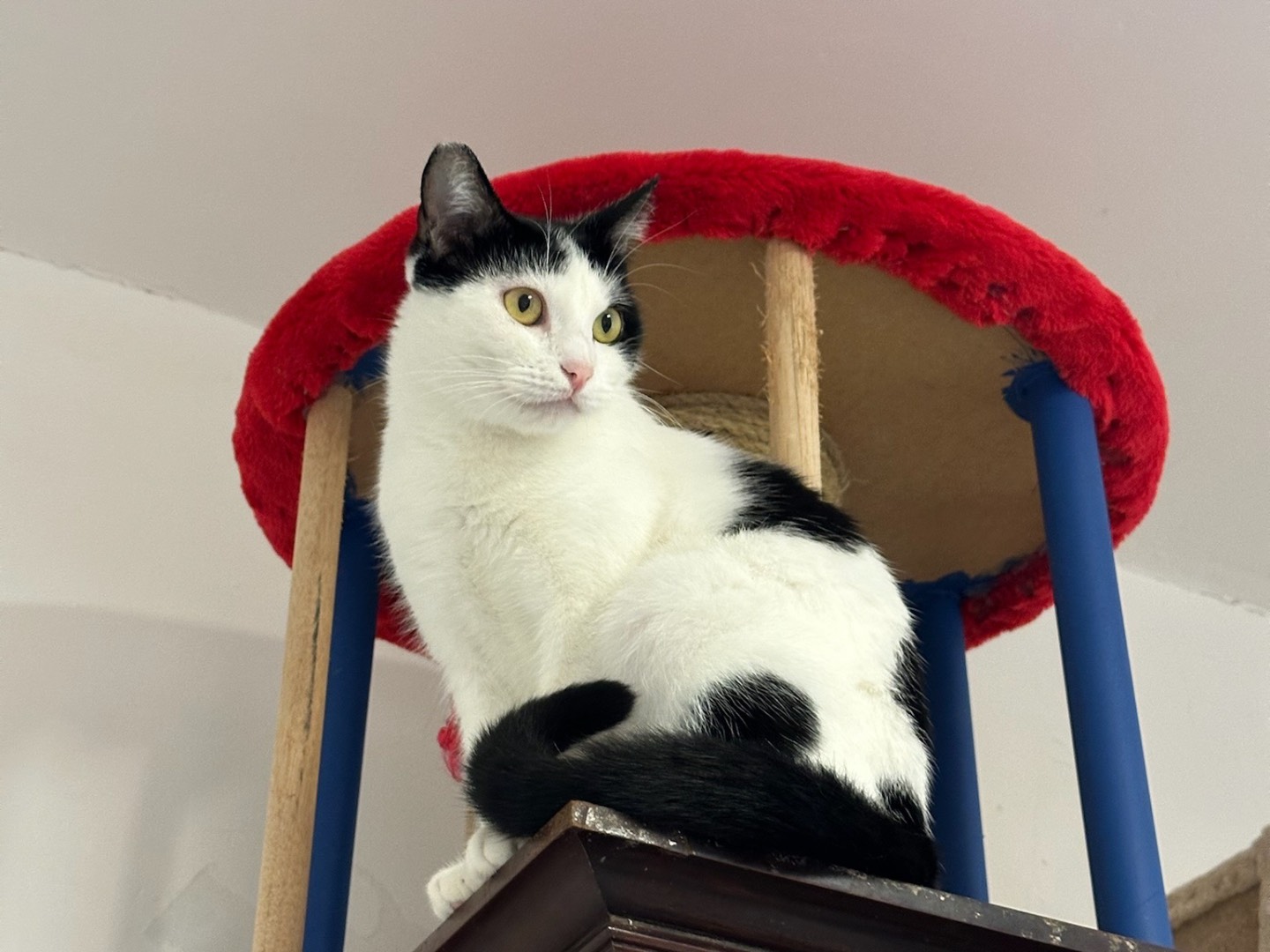 Adotta un gatto, femmina, 2 anni  e 3 mesi , Roma