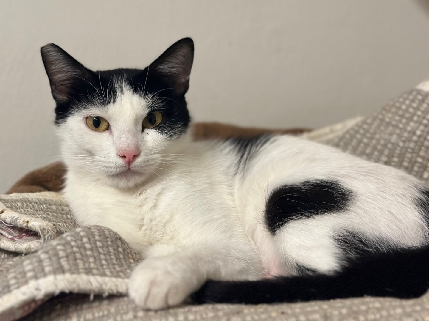 Adotta un gatto, taglia non valida, femmina, Roma