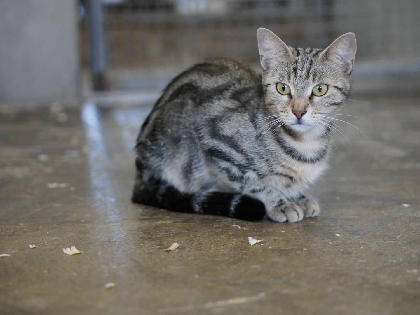 Adotta un gatto, femmina, 2 anni  e 3 mesi , Roma