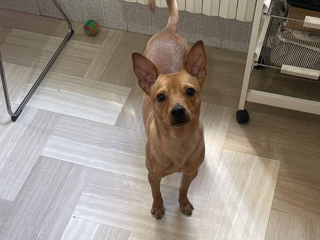 Adotta il cane Toby a Bari