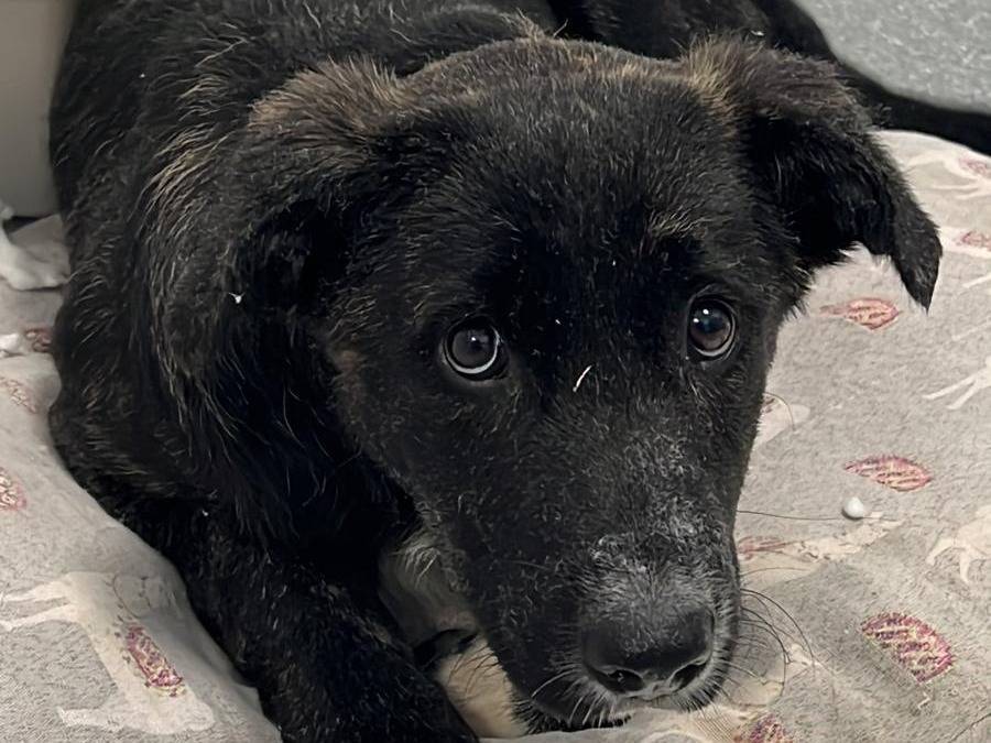 Adozione cane, maschio, meticcio, 1 anno e 4 mesi, taglia piccola, Chieti