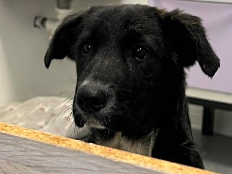 Adotta un cane, maschio, 1 anno e 4 mesi, Chieti