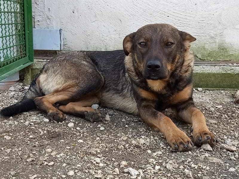 Adotta un cane, femmina, 3 anni  e 6 mesi , Caserta