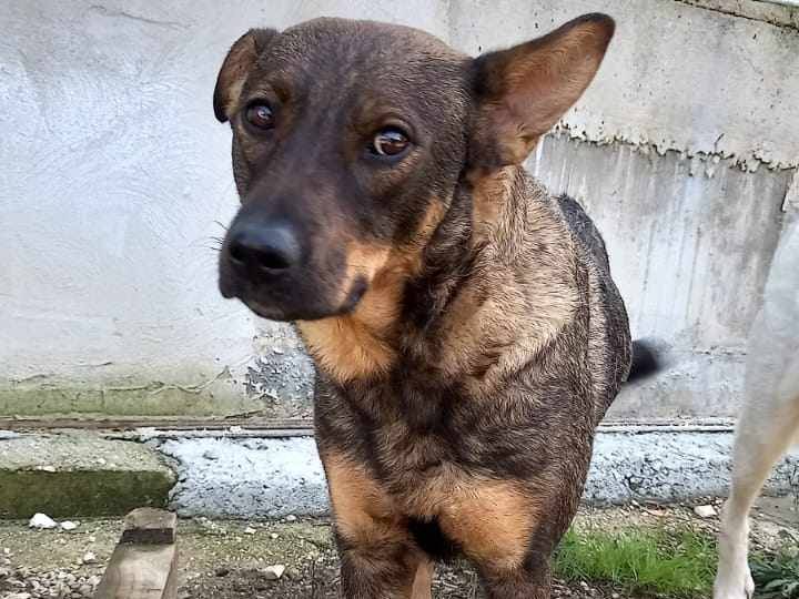 Vuoi adottare un cane a Caserta?