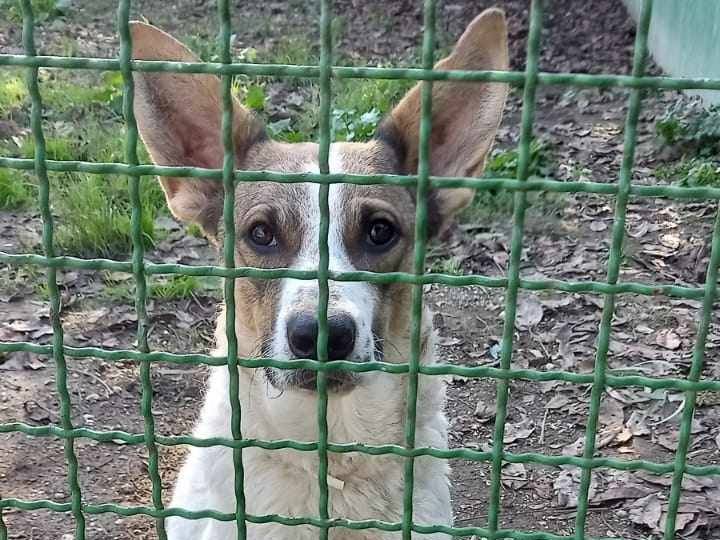 Foto dell'animale