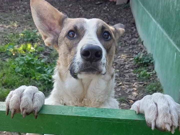 Adotta un cane, taglia media, femmina, Caserta