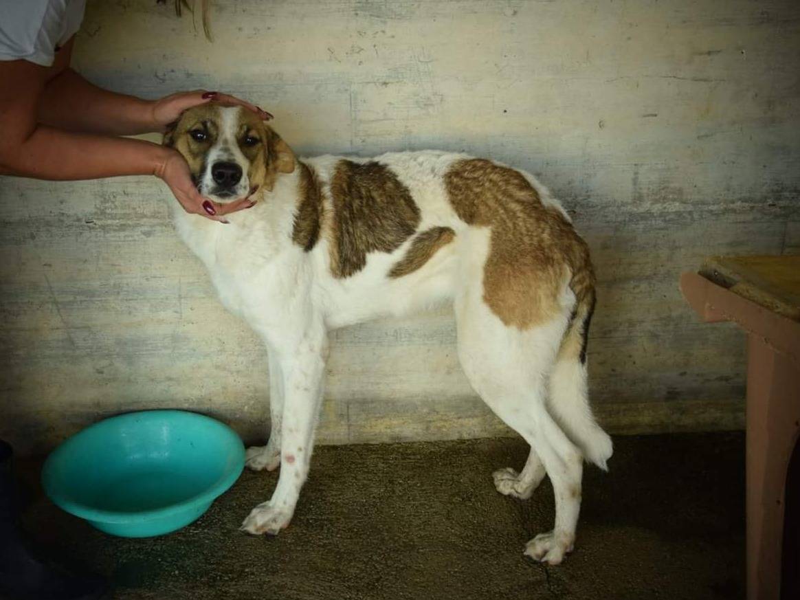 Vuoi adottare un cane a Caserta?