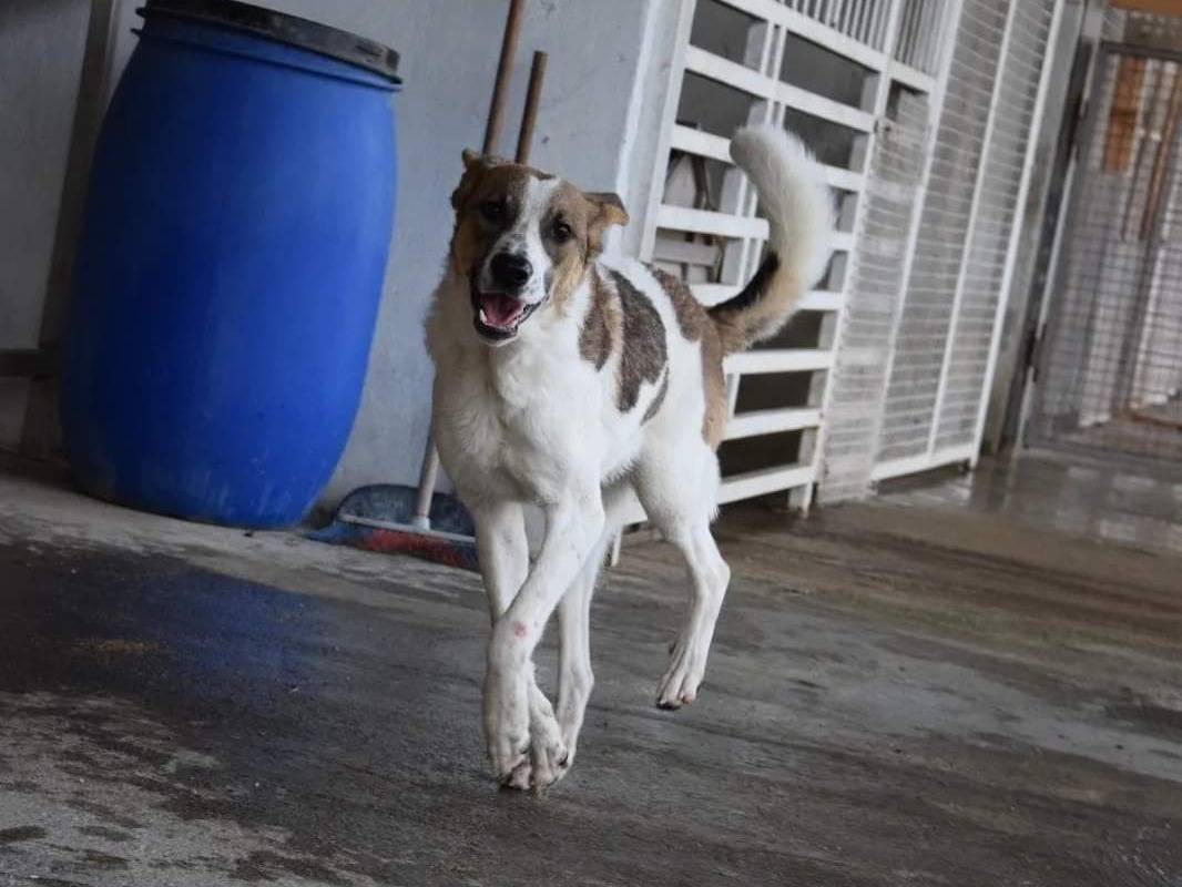 Adotta il cane Elisa a Caserta