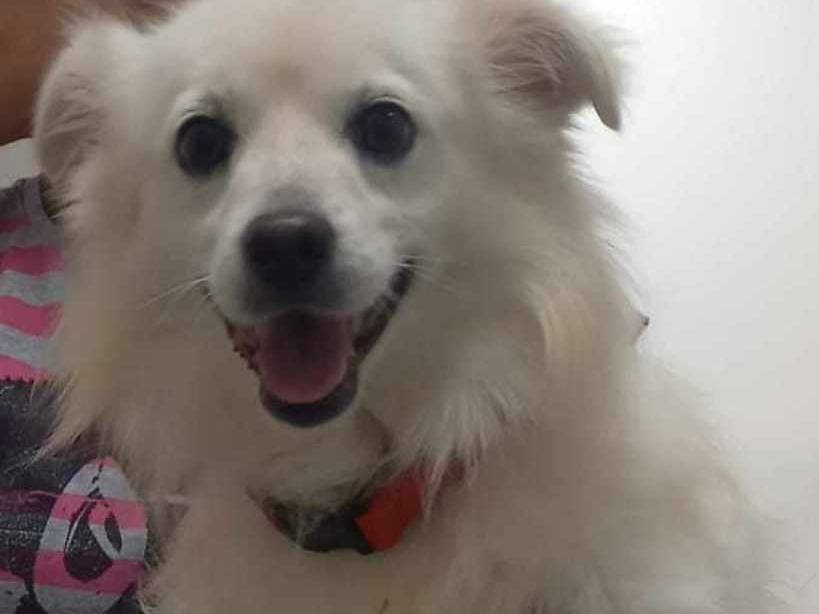 Adotta un cane, maschio, 3 anni  e 8 mesi , Catania