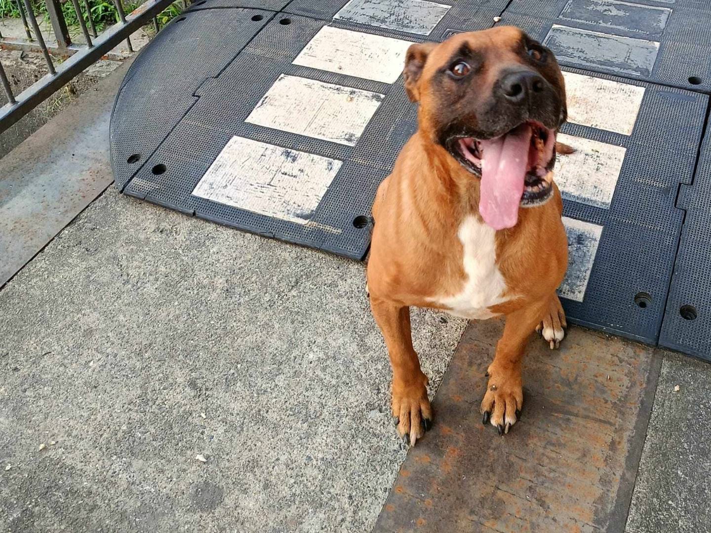 Adozione cane, maschio, meticcio, 11 anni  e 11 mesi , taglia media contenuta, Como