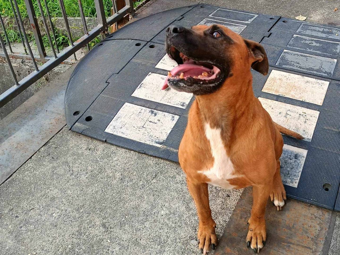 Adotta un cane, maschio, 11 anni  e 11 mesi , Como